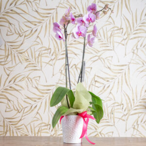 Orchidea Phalaenopsis Bianca o Rosa