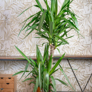 Yucca