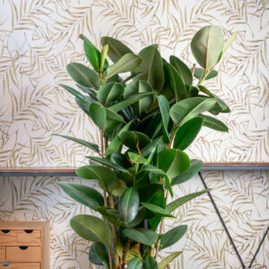 Ficus Elastica